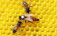 Бджоломатка Бакфаст F1, плідна, мічена купити