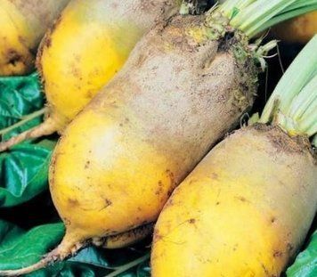 Буряк кормовий жовтий Урсус Полі, насіння купити