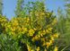 Карагана деревоподібна (акація жовта), насіння 2 купити